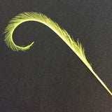 Curly Burnt Pheasant Feathers - US - B Unique Millinery