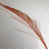 Dyed Peacock Sword [25-30cm] - AU - B Unique Millinery