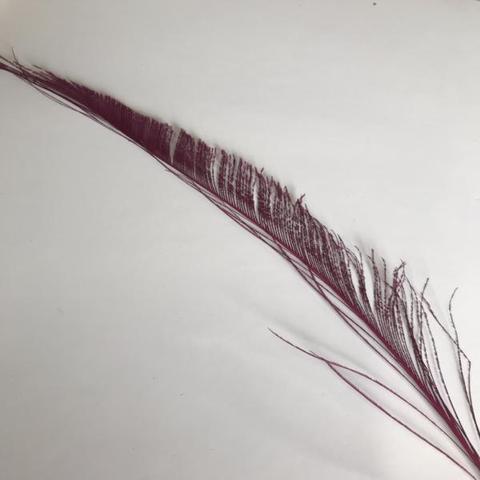Dyed Peacock Sword [25-30cm] - AU - B Unique Millinery