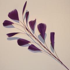 Feather Branch - AU - B Unique Millinery