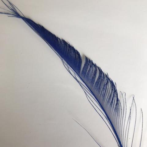 Dyed Peacock Sword [25-30cm] - AU - B Unique Millinery