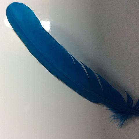 Turkey Wing Feathers  turquoise