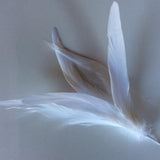 Coque Feathers - AU - B Unique Millinery