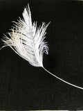 Stripped Ostrich Feather - AU - B Unique Millinery