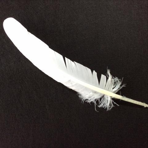 Turkey Wing Feathers white