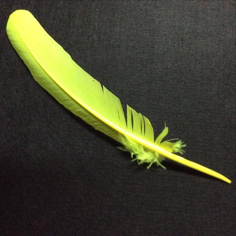 Turkey Wing Feathers  yellow